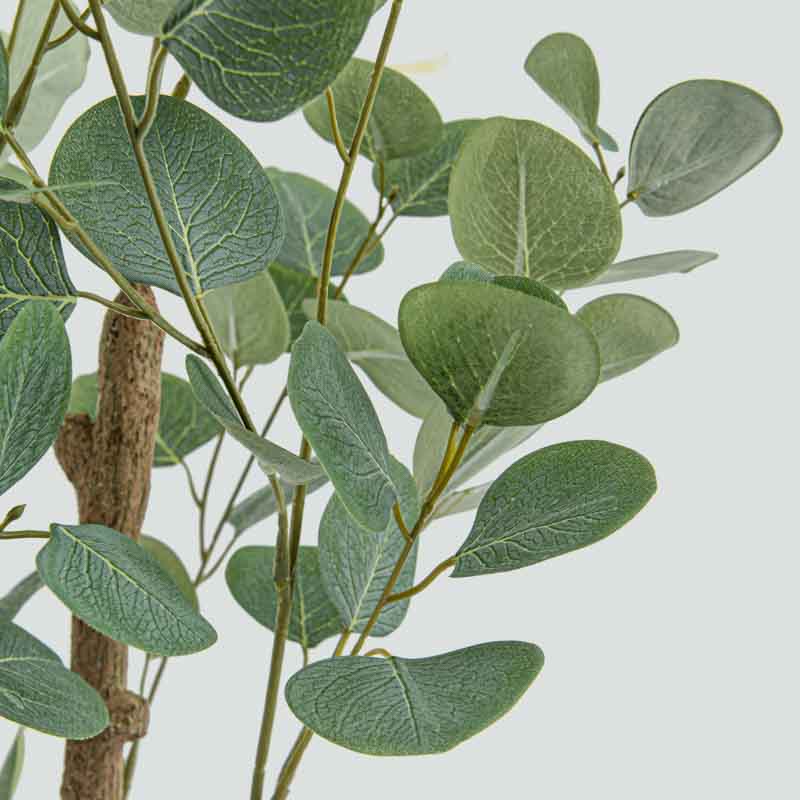 Eucalyptus en pot vert 