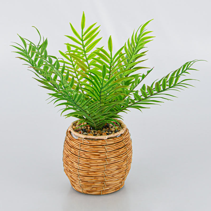 Palmier areca en pot vert 